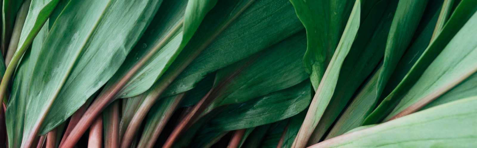 onion leaf header image