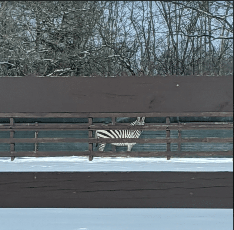 Zebra behind Fence