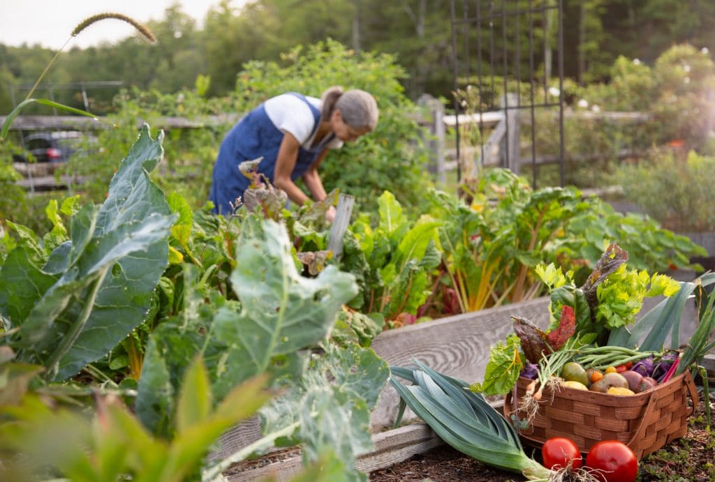 Cranberrymeadow Exterior Veg 6